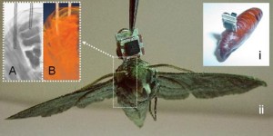 Anche gli insetti possono spiare: la falena cyborg