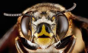 Gli occhi delle api per i robot volanti